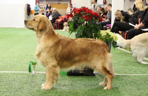 Lv Nanogram Ring Golden Retriever