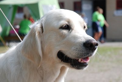 hippu